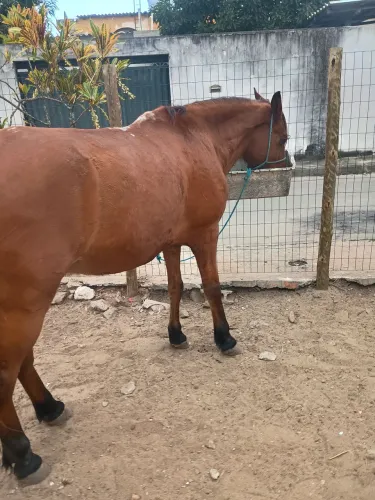Cavalo de caroça e caroça