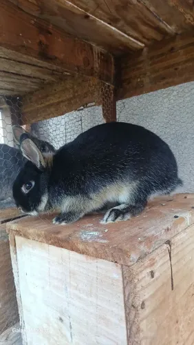 vendo coelhos