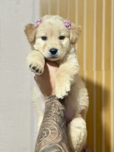 Fêmea Golden Retriever