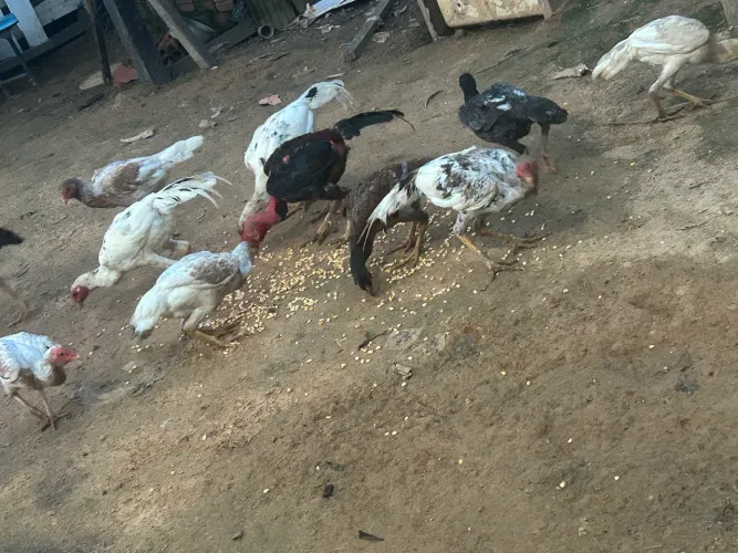 Vende -se todas 8 galinhas por 400,00