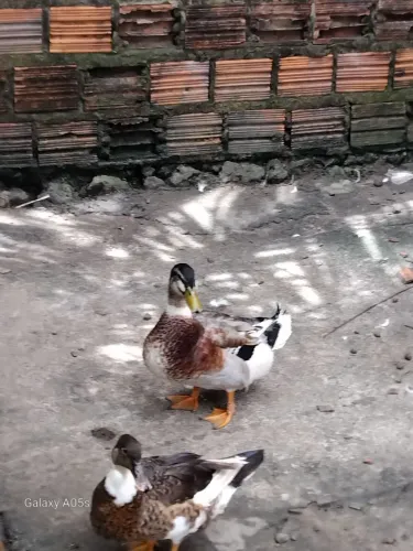 Vendo um marreco 