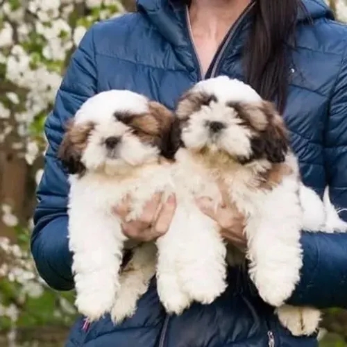 Filhotes de Shih Tzu | Filhotes que são impossíveis de esquecer!