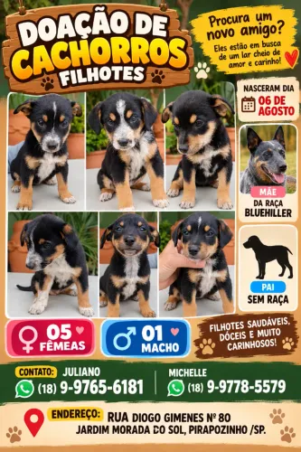 DOA-SE FILHOTES COM 2 MESES. 05 FÊMEAS E 01 MACHO