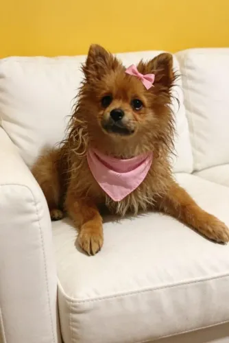 Spitz alemão fêmea 5 meses