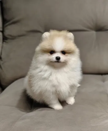Spitz alemão / Macho