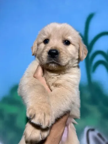 Filhote Goldem Retriever
