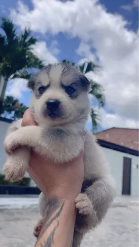HUSKI SIBERIANO