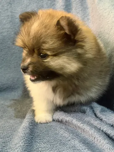 Lulu da Pomerania Particolo parcelamos até 18 vezes sem juros 