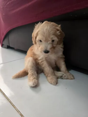 Filhote de Poodle