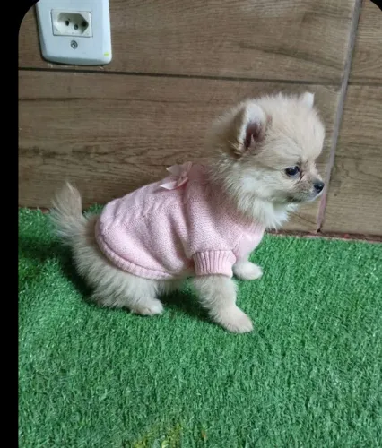 Vendo linda fêmea Spitz alemão 