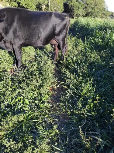 Vaca leiteira