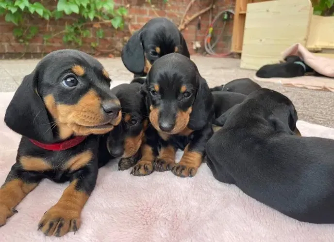Basset teckel com pedigree, super docil e companheiro 