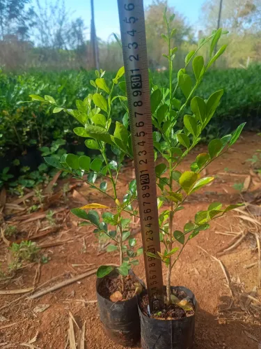 Mudas de Murtas de 30cm de altura na promoção 