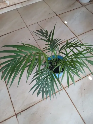 Planta
