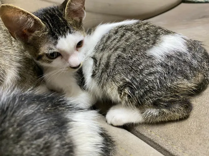 adoção responsável - gatos