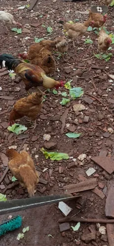 Galinhas caipira