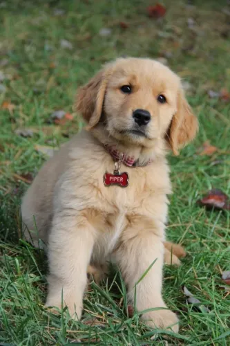 Filhotinhos golden retriever linhagem selecionada e temperamento super dócil