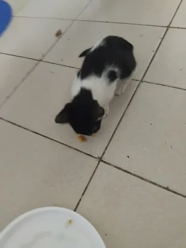 Gatos para adoçao responsável!