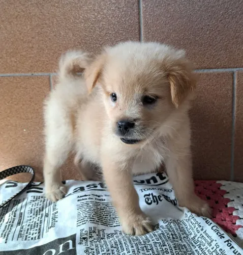 Estou doando essa Cadelinha da Raça Chow-Chow misturada .