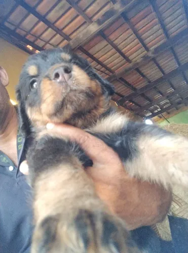Filhotes de rottweiler 