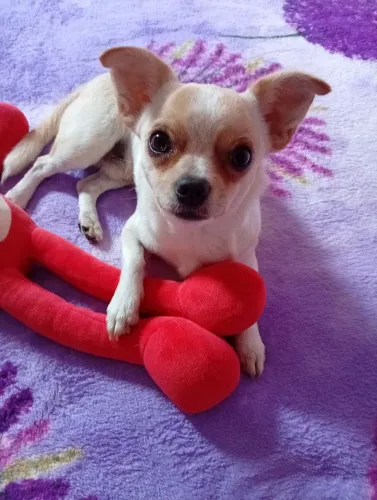 Machinho Chihuahua 