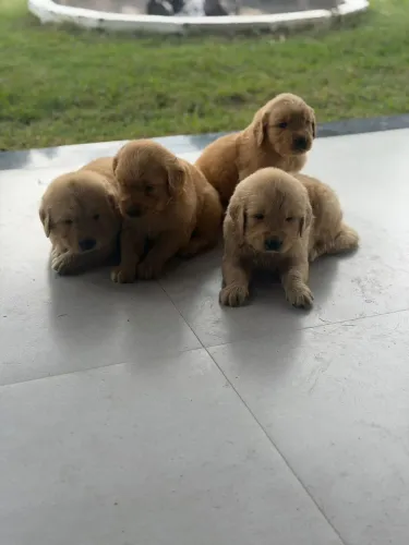 Golden Retriever