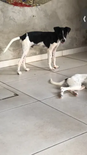Estou doando machinho