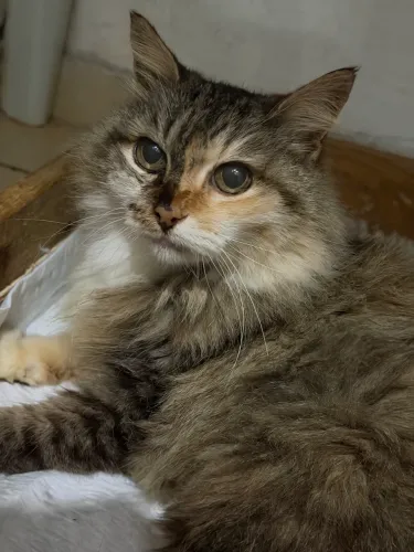Adoção responsável ou encontrar tutora da gatinha perdida!