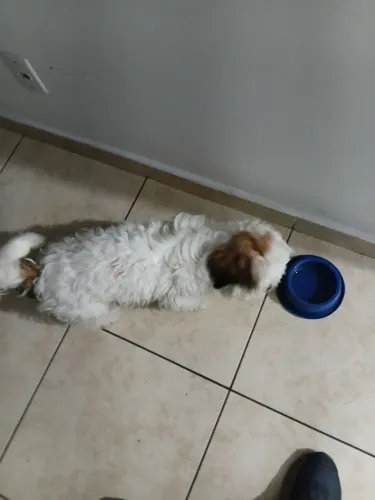 Cachorro 