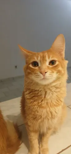DOAÇÃO GATINHOS