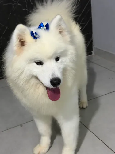 Cachorro Samoeida 