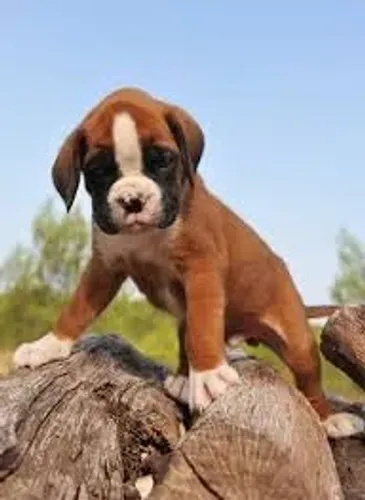 Boxer "Coragem com coração gigante."