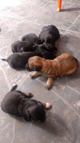 Doação Filhotes Pequeno Porte