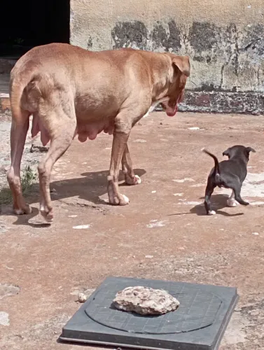 Filhote de Pitbull misto machinho não entrego
