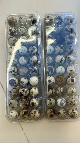 Codorna ovos