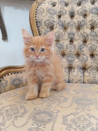 Maine Coon 