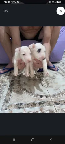 Filhotes de Bull Terrier