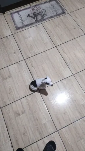 Animais 