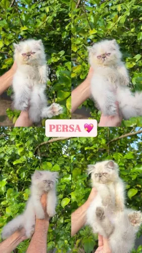 Gato Persa lindos filhotinhos com beleza encantadora