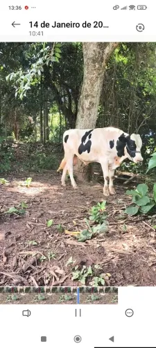 Boi holandês