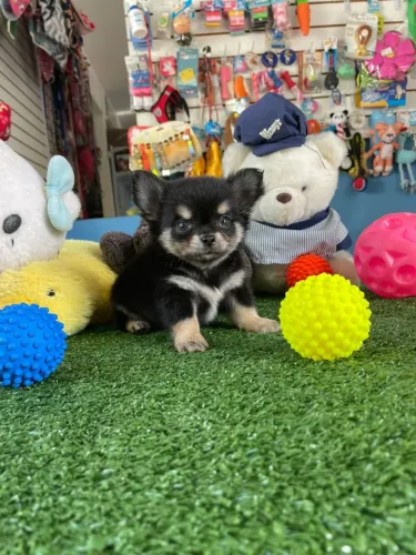 Chihuahua