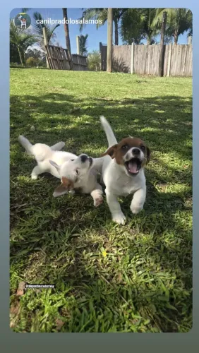 Lindos Filhotes de Jackrussel