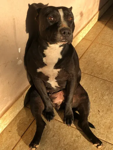 American staffordshire terrier