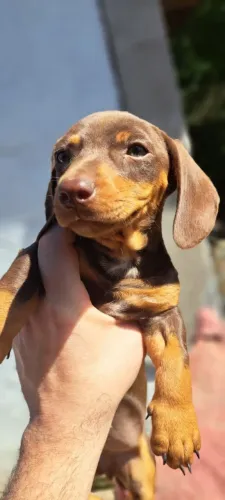 Salsicha/dachshund/teckel/salsichinha