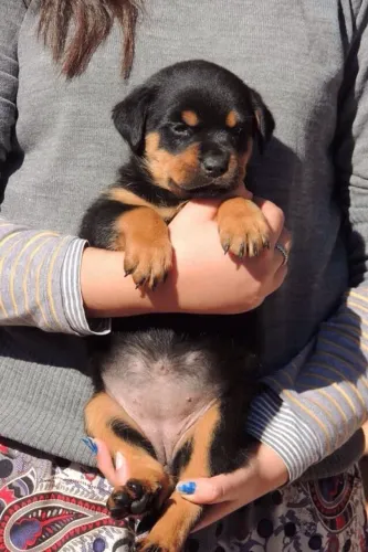 Rottweiler um carinho que ilumina o dia