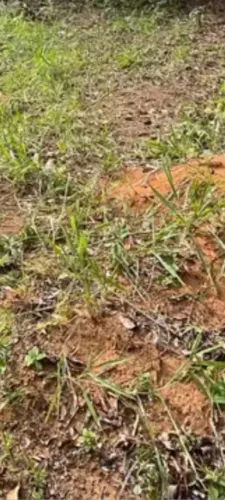 Terreno em itanagra no preço !!!!
