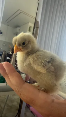 Pintinho Brahma