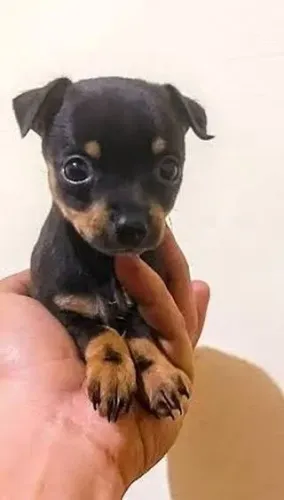 Pinscher filhotes