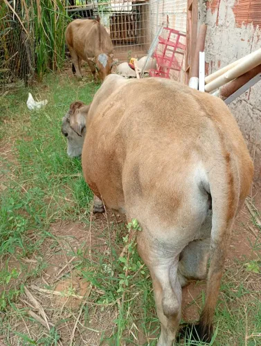 Vendo casal mini vaca