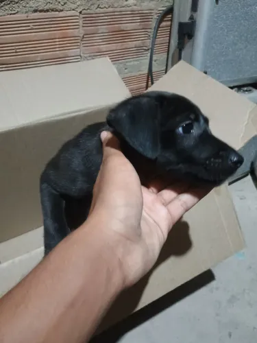 Cachorro para adoção